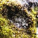 White crust on moss.